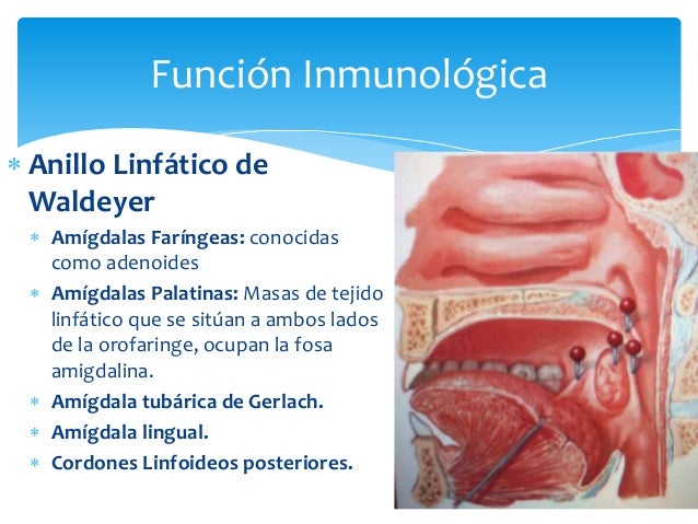 anatomia del anillo de waldeyer
